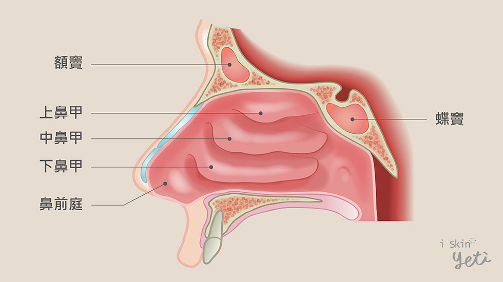 下鼻甲位置示意圖。